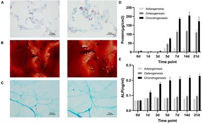 Dynamics of Transcription Factors in Three Early Phases of Osteogenic, Adipogenic, and Chondrogenic Differentiation Determining the Fate of Bone Marrow Mesenchymal Stem Cells in Rats